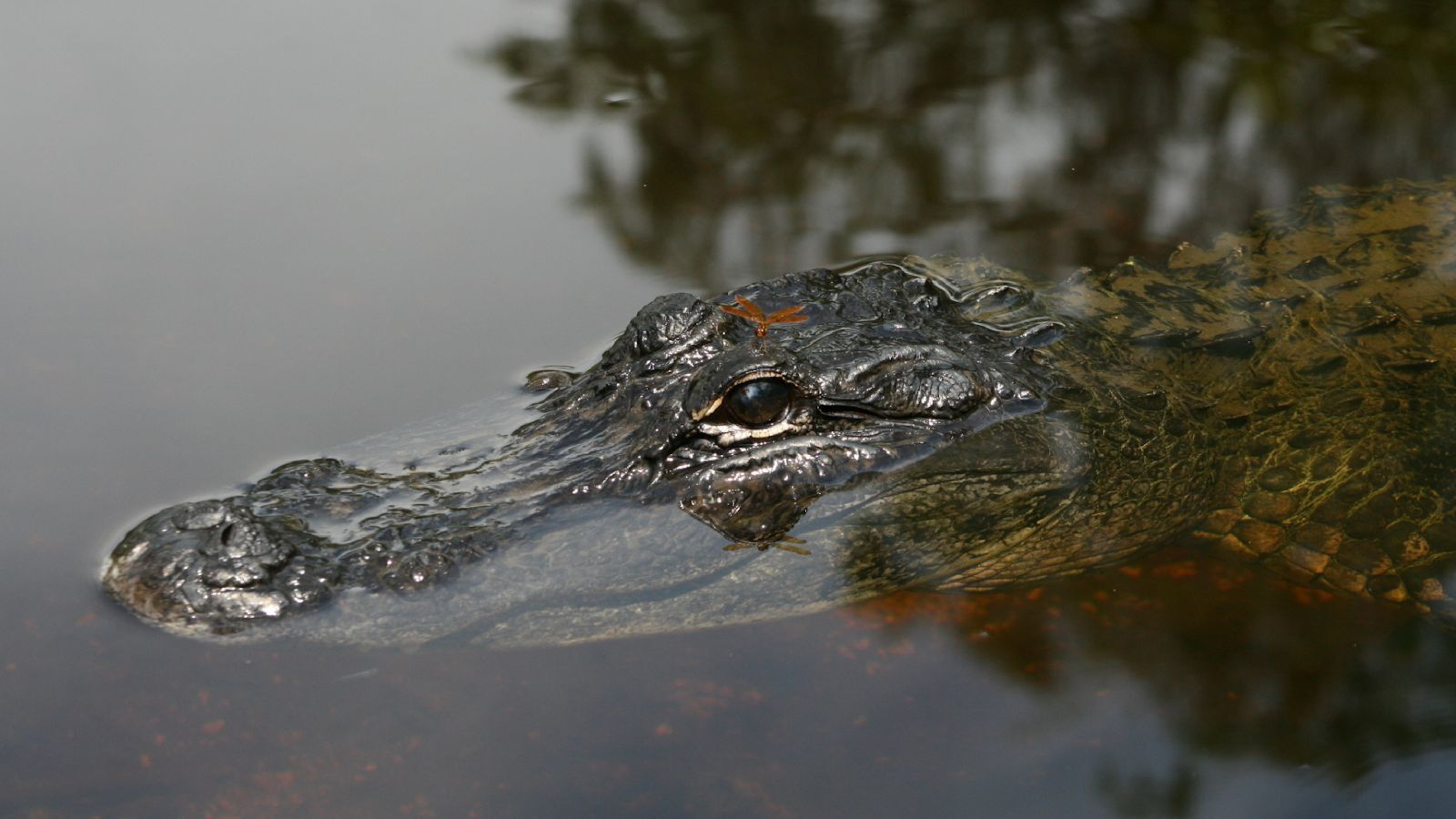 Alligator